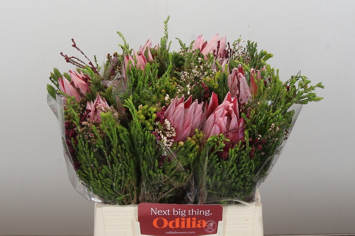 <h4>BQ Protea Cynaroides SFB</h4>