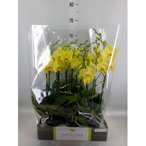 Phalaenopsis  'Ant Ferrara'