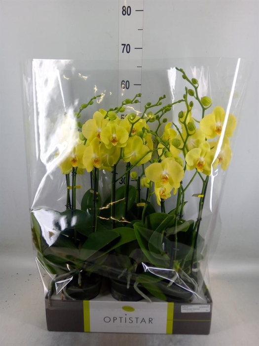 <h4>Phalaenopsis  'Ant Ferrara'</h4>