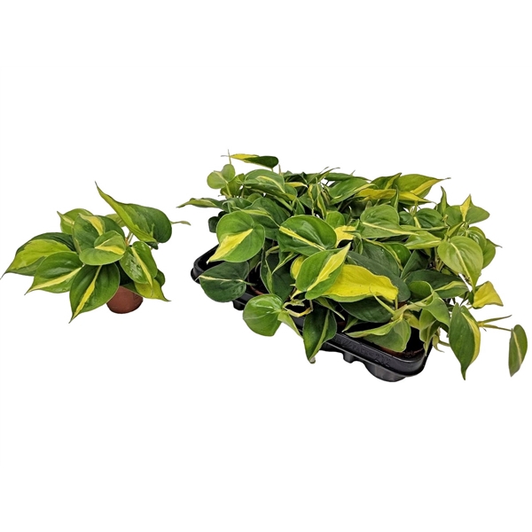 <h4>Philodendron Brasil</h4>