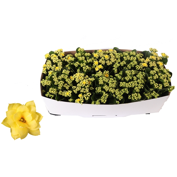 <h4>Kalanchoe Rosalina 12cm Don Amarillo geel, Traykraag</h4>