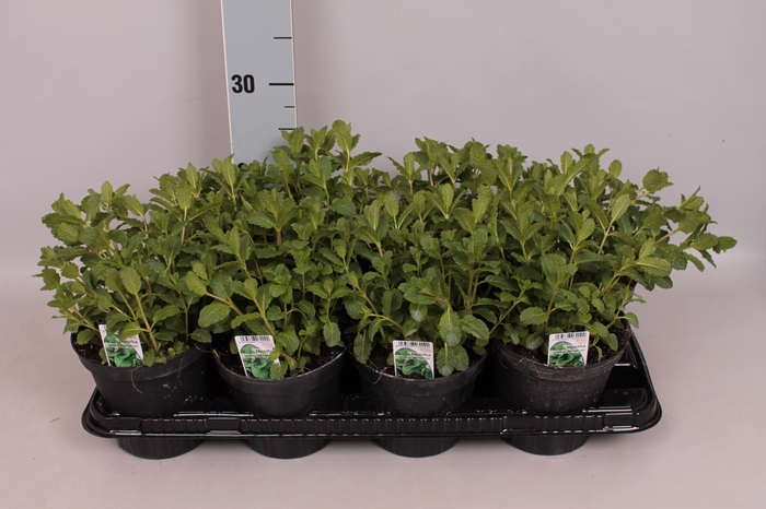 <h4>Kruiden I Mentha  spic. Maroccan( Marokkaanse Munt )</h4>