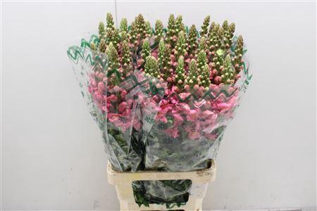 <h4>Antir Poto Cerise</h4>