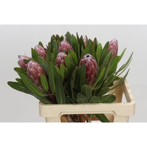 Protea Pink Ice