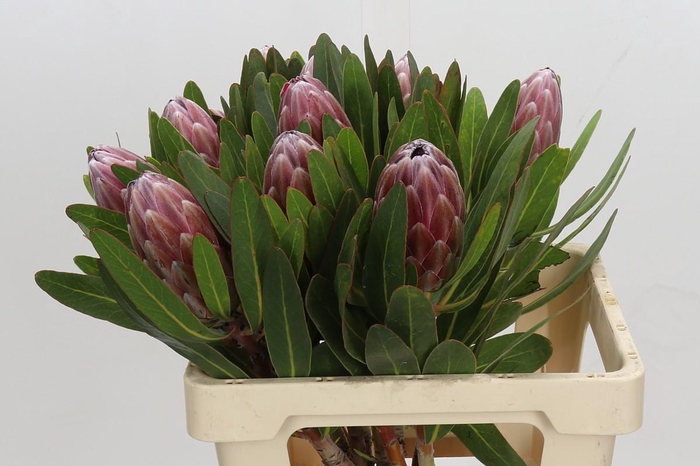 <h4>Protea Pink Ice</h4>