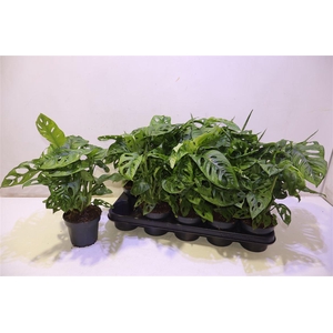 arr8 Monstera Obliqua