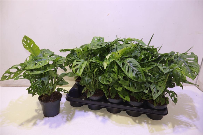 <h4>arr8 Monstera Obliqua</h4>