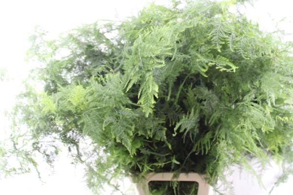 <h4>Asparagus  Lang Getopt Veren</h4>