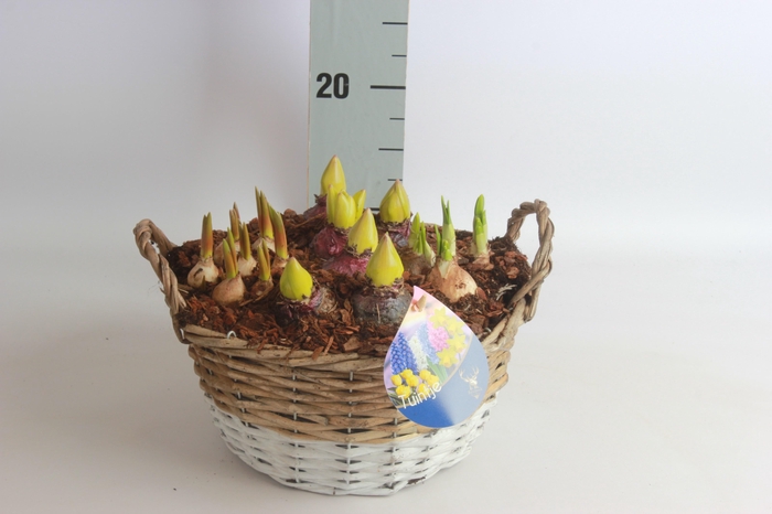 <h4>ARR BOL KNOLGEWAS</h4>