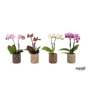 Brett Tiny Dolls Mix 2T10+ Aqu@