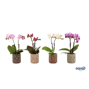 Brett Tiny Dolls Mix 2T10+ Aqu@