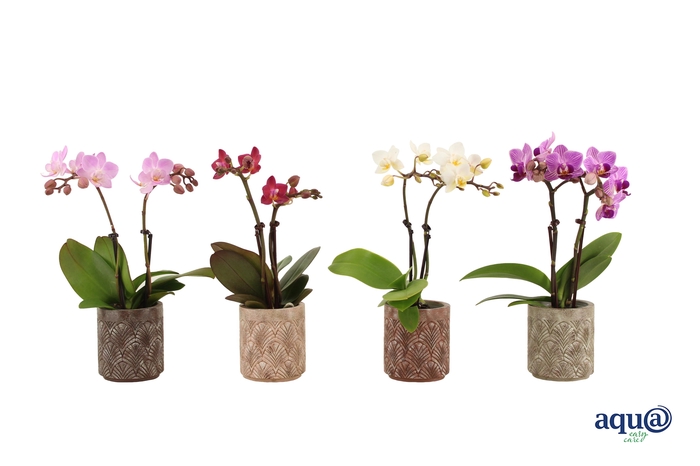 <h4>Brett Tiny Dolls Mix 2T10+ Aqu@</h4>