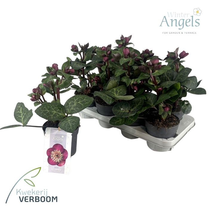 <h4>Helleborus Frostkiss Vibey Velvet</h4>