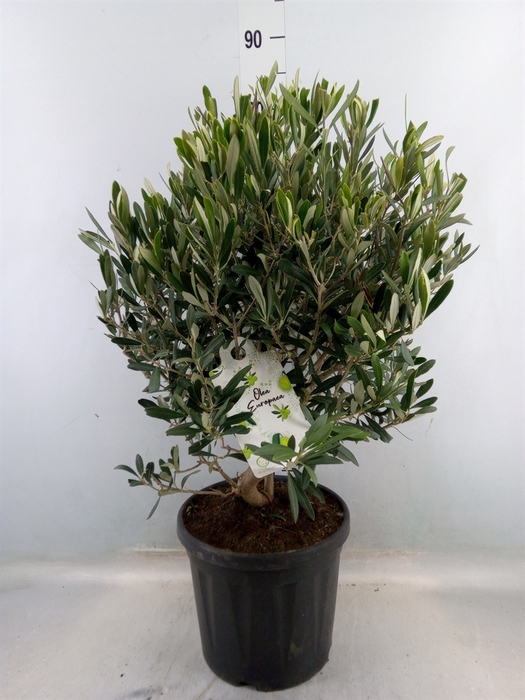 <h4>Olea europaea</h4>