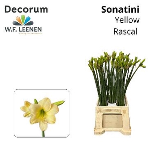 Sonatini Yellow Rascal 865 Water