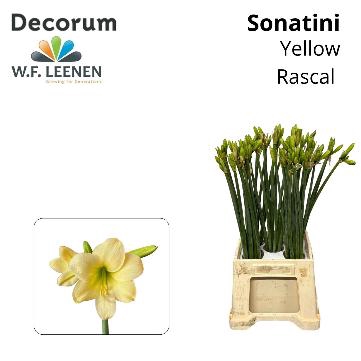 <h4>Sonatini Yellow Rascal 865 Water</h4>
