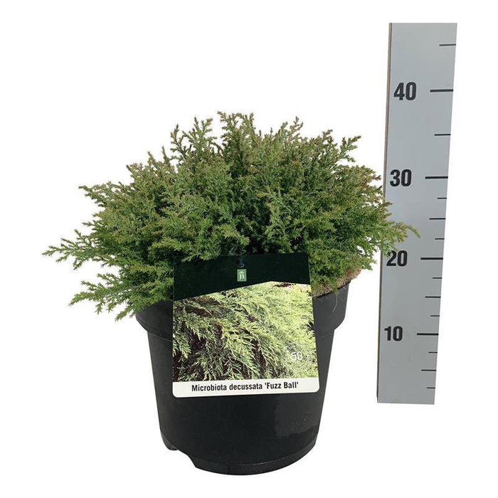 <h4>Microbiota decuss. 'Fuzzball'</h4>