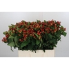 Hypericum Magical Triumph