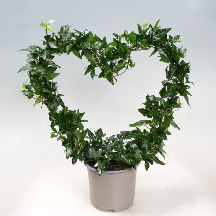 <h4>HEDERA HELIX P14 HARTBOOG</h4>