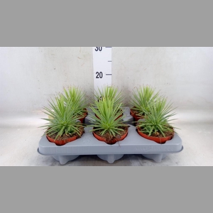 Agave stricta 'Nana'