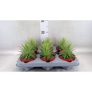 Agave stricta 'Nana'