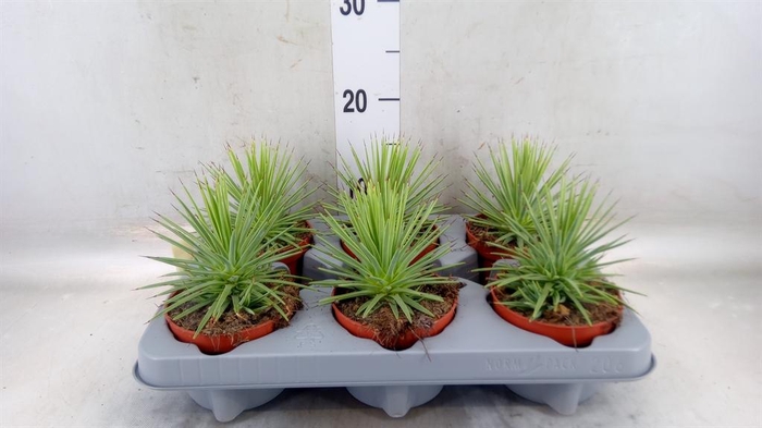 <h4>Agave stricta 'Nana'</h4>