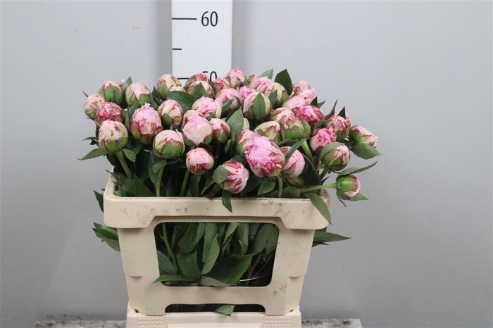 <h4>Paeo Sara Bernhard</h4>