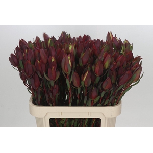 Leucadendron Senorita Spray
