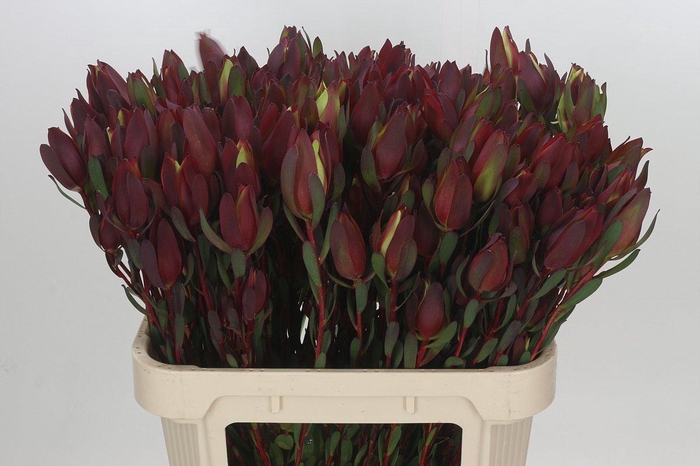 Leucadendron Senorita Spray