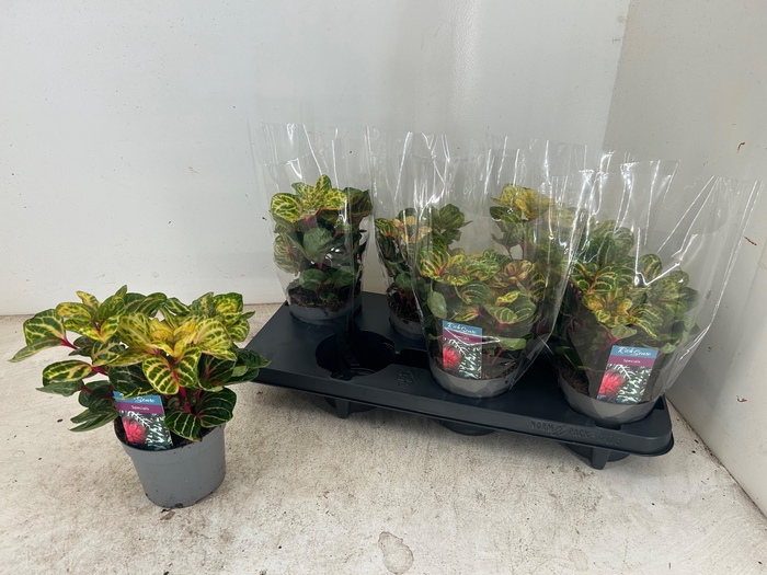 <h4>IRESINE R FUNNYGOLD</h4>