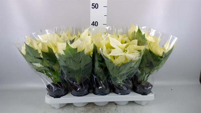 <h4>Euphorbia pulc. 'Alaska'</h4>