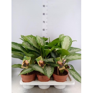 Aglaonema 'Silver Bay'
