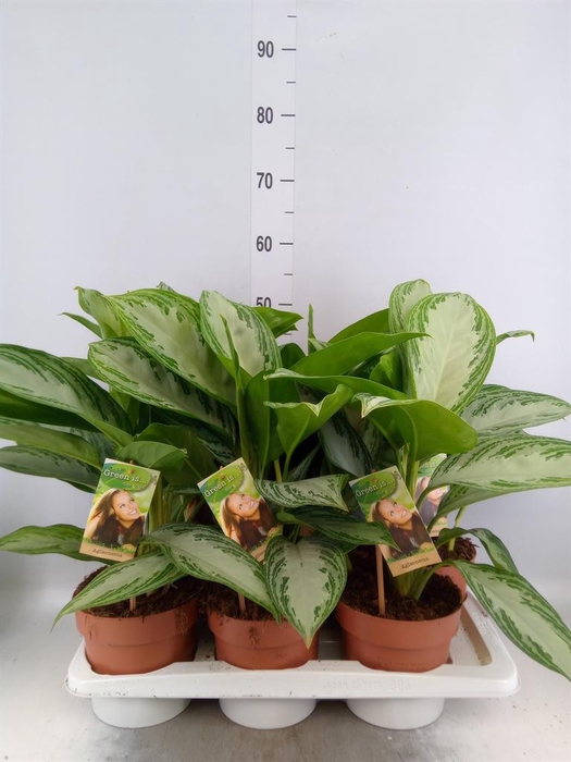 <h4>Aglaonema  'Silver Bay'</h4>