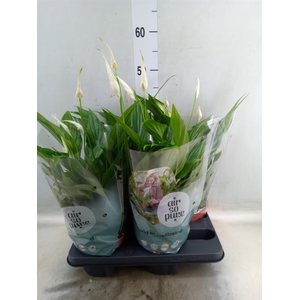 Spathiphyllum  'Pearl Cupido'