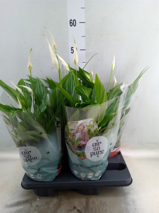 <h4>Spathiphyllum  'Pearl Cupido'</h4>