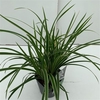 Carex morrowii Ice Dance