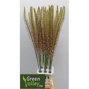 EREMURUS SH P STAR