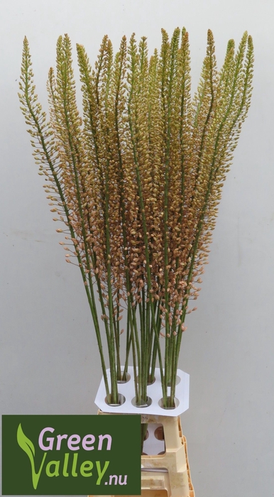 <h4>Eremurus Shelford Pink Star Green Valley</h4>