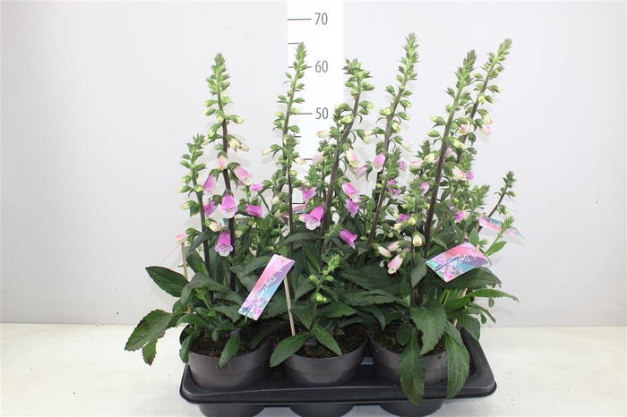 Digitalis Pink Panther