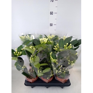 Stephanotis floribunda   ...