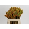 Kniphofia Eycone Peach