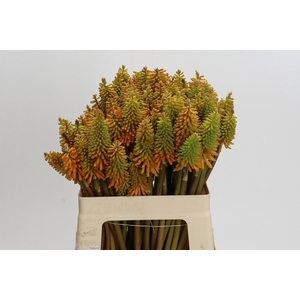 Kniphofia Eycone Peach