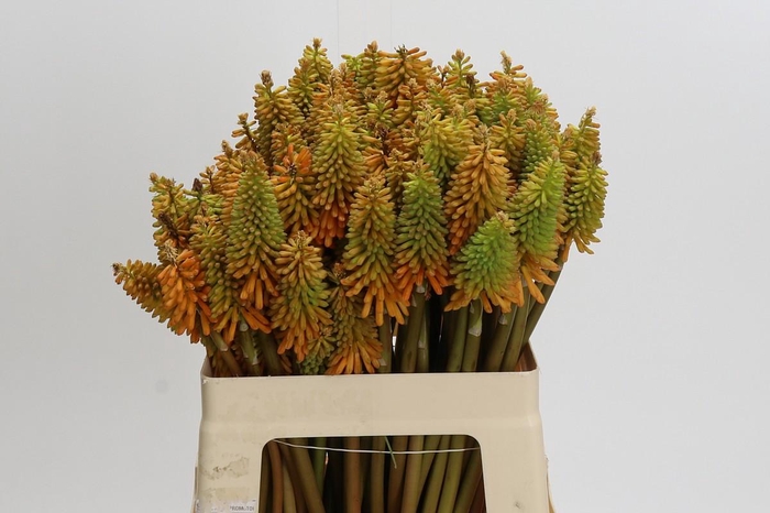 Kniphofia Eycone Peach