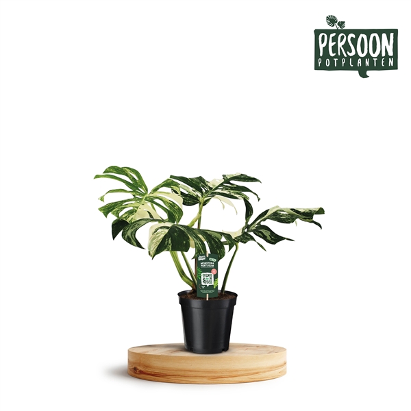 <h4>MONSTERA PERTUSUM VARIEGATA</h4>