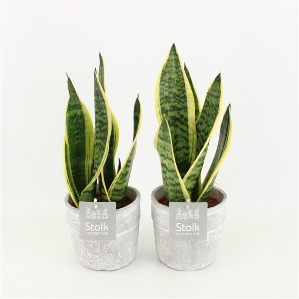 <h4>Sanseveria trifasciata Futura Superba in Stone Look</h4>