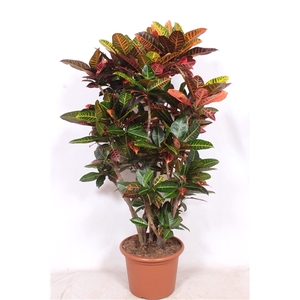 Codiaeum Petra (Croton Petra)