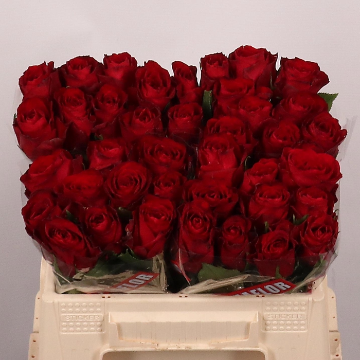 <h4>R GR MADAM RED</h4>