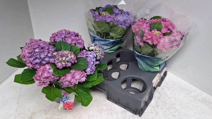 <h4>HYDR M EARLY BLUE</h4>