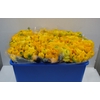 RANUNCOLI YELLOW
