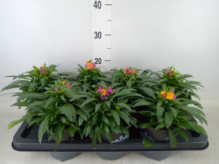 <h4>Erysimum   ...</h4>